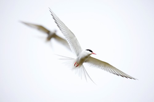 Arctic tern article, credit university of Exeter